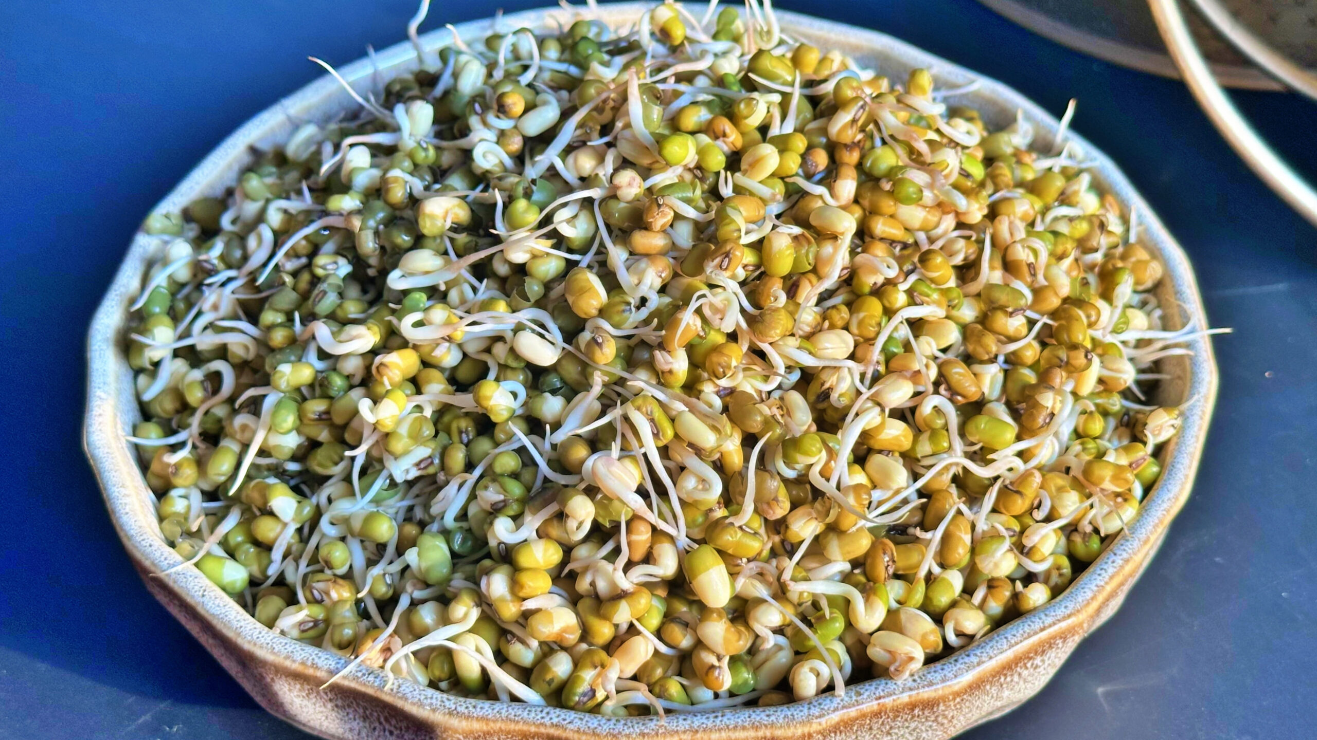 Mung Bean Sprouts | How to Sprout Mung Beans