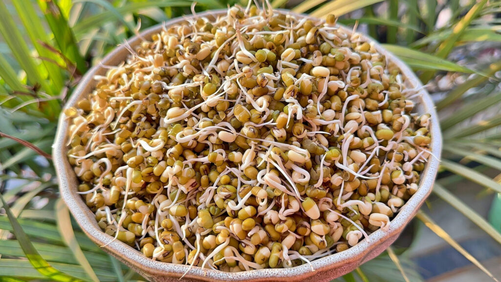 Mung Bean Sprouts | How to Sprout Mung Beans