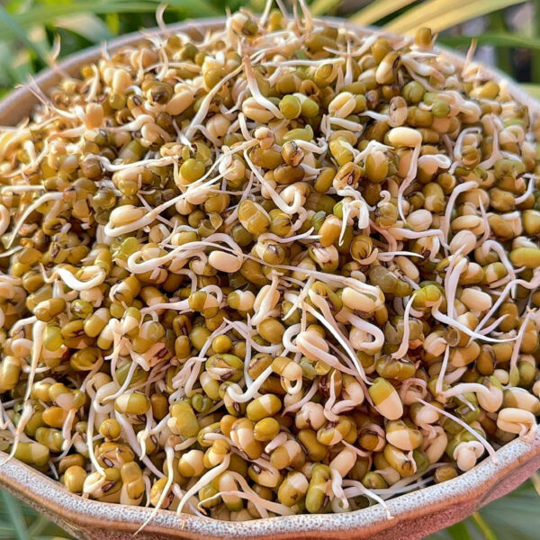 Mung Bean Sprouts | How to Sprout Mung Beans