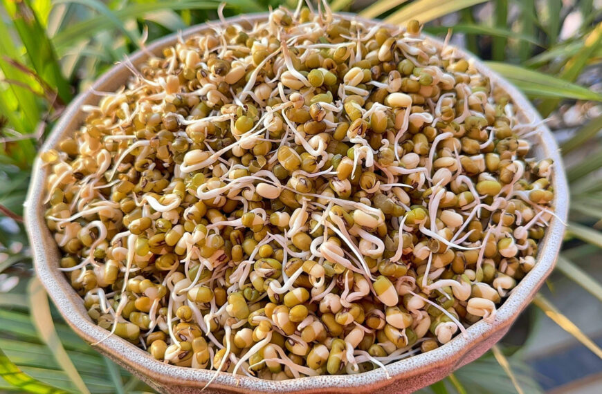 Mung Bean Sprouts | How to Sprout Mung Beans