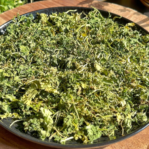 How to store coriander leaves